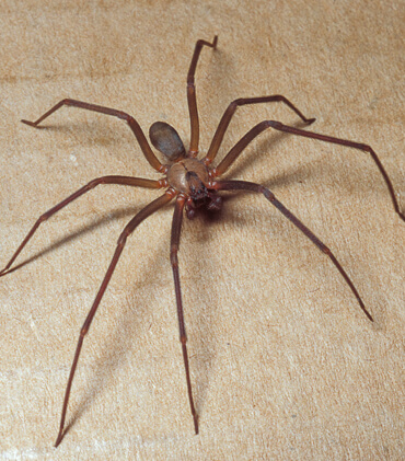 Dedetizacao aranha