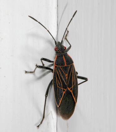 Dedetizacao barbeiro