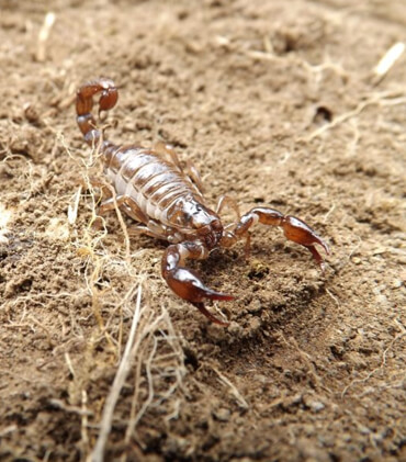 Dedetizacao escorpião
