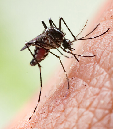 Dedetizacao mosquito