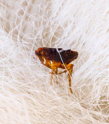 Dedetizacao pulga