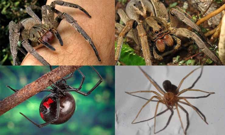 Dedetizadora Aranhas