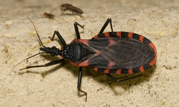Dedetizadora Barbeiros