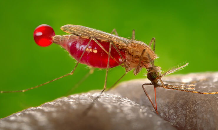 Dedetizadora Mosquito