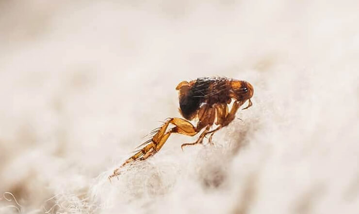 Dedetizadora Pulga