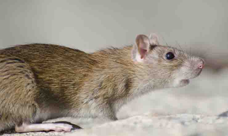 Dedetizadora Roedores (ratos)