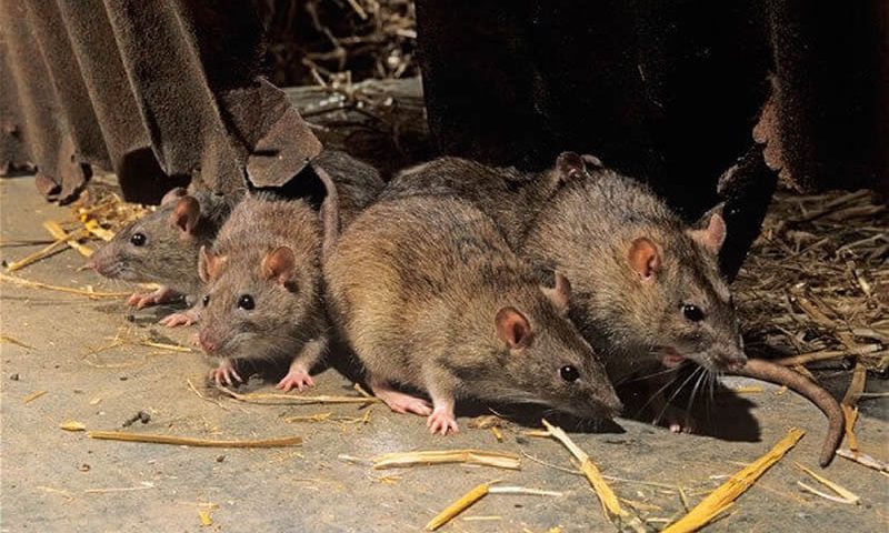 Infestação ratos