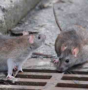 Rato na cozinha contaminação